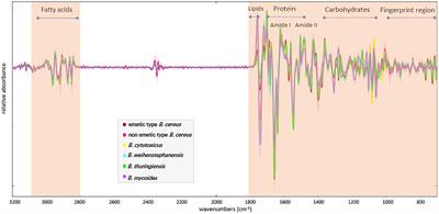 Detection and Identification of Bacillus cereus, Bacillus cytotoxicus, Bacillus thuringiensis, Bacillus mycoides and Bacillus weihenstephanensis via Machine Learning Based FTIR Spectroscopy